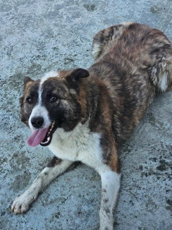 Trisha (w) – auf PF in Deutschland –, female young Mixed Breed for adoption at Tiernothilfe Casa Katharina e.V., Nürnberg