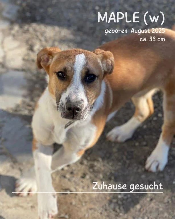 Maple (w), female puppy Mixed Breed for adoption at Tiernothilfe Casa Katharina e.V., Nürnberg