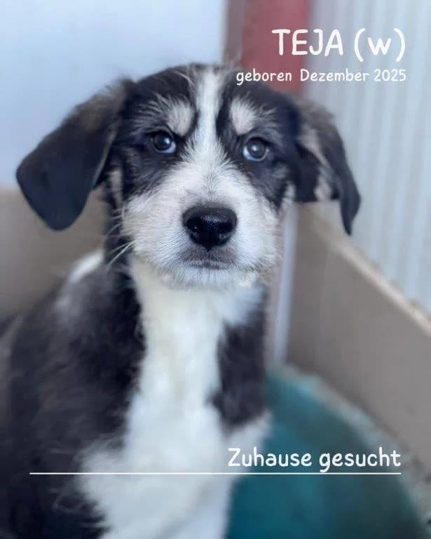 Teja (w), female puppy Mixed Breed for adoption at Tiernothilfe Casa Katharina e.V., Nürnberg