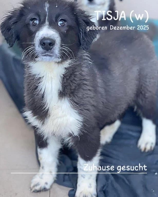 Tisja (w), female young Mixed Breed for adoption at Tiernothilfe Casa Katharina e.V., Nürnberg