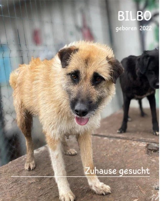 Bilbo (m), 4yo Mixed Breed for adoption at Tiernothilfe Casa Katharina e.V., Nürnberg