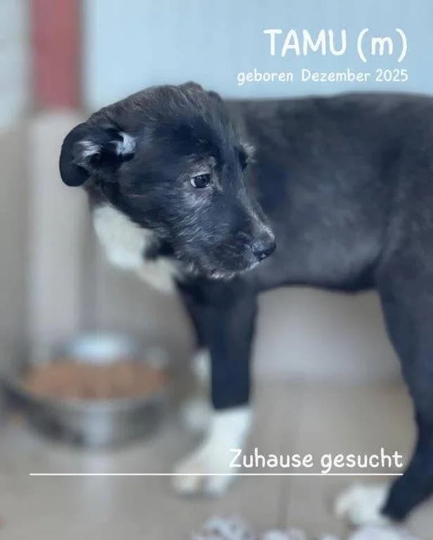Tamu (m), male puppy Mixed Breed for adoption at Tiernothilfe Casa Katharina e.V., Nürnberg