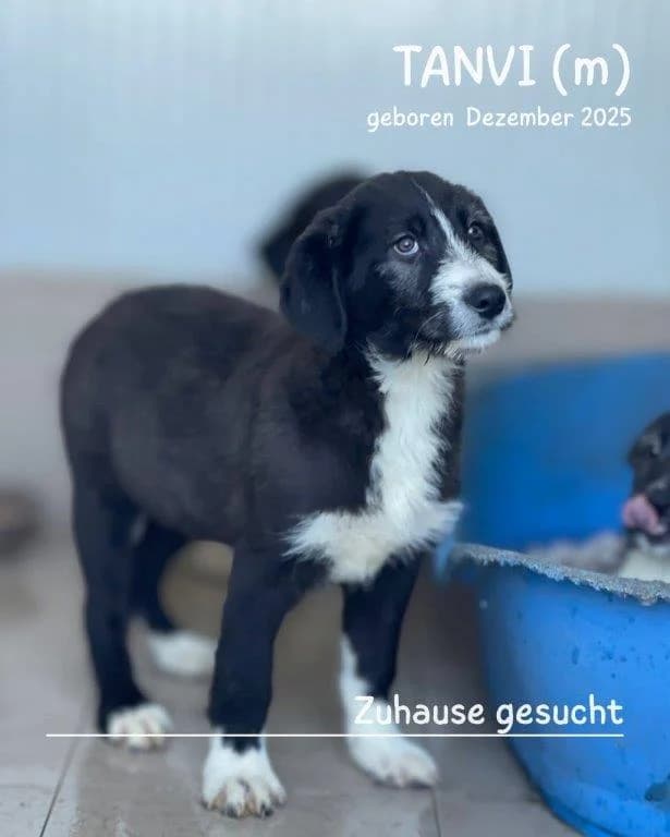 Tanvi (m), male puppy Mixed Breed for adoption at Tiernothilfe Casa Katharina e.V., Nürnberg