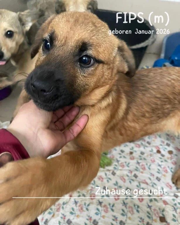 Fips (m), puppy Mixed Breed for adoption at Tiernothilfe Casa Katharina e.V., Nürnberg