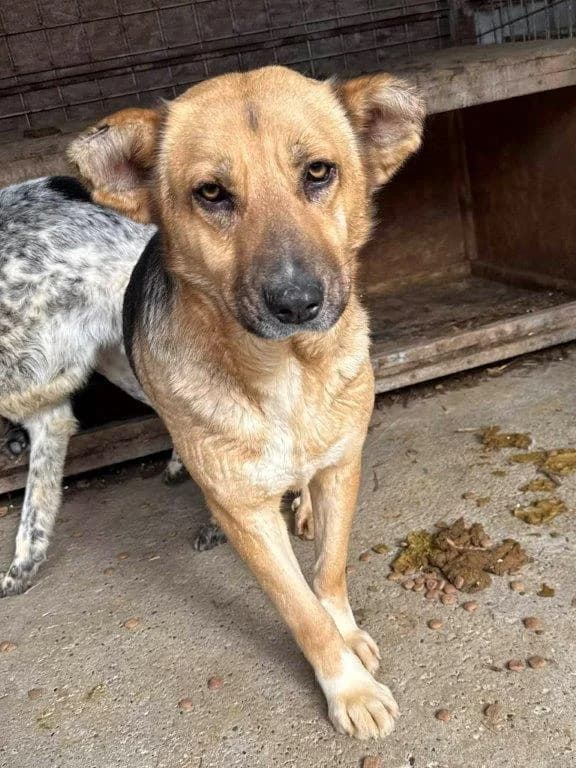 Marlena (w), female 3yo Mixed Breed for adoption at Tiernothilfe Casa Katharina e.V., Nürnberg
