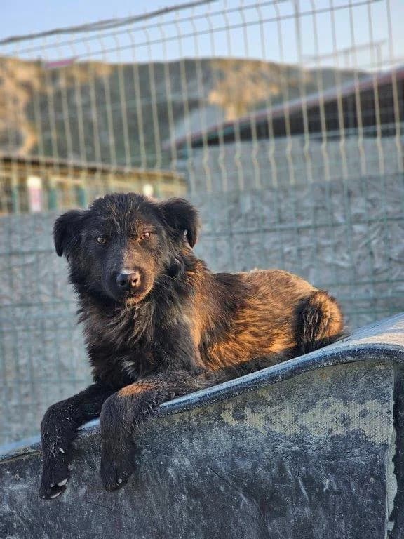 Dylan (m), Mixed Breed for adoption at Tiernothilfe Casa Katharina e.V., Nürnberg