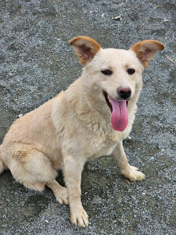 Deevi (w), Mixed Breed for adoption at Tiernothilfe Casa Katharina e.V., Nürnberg