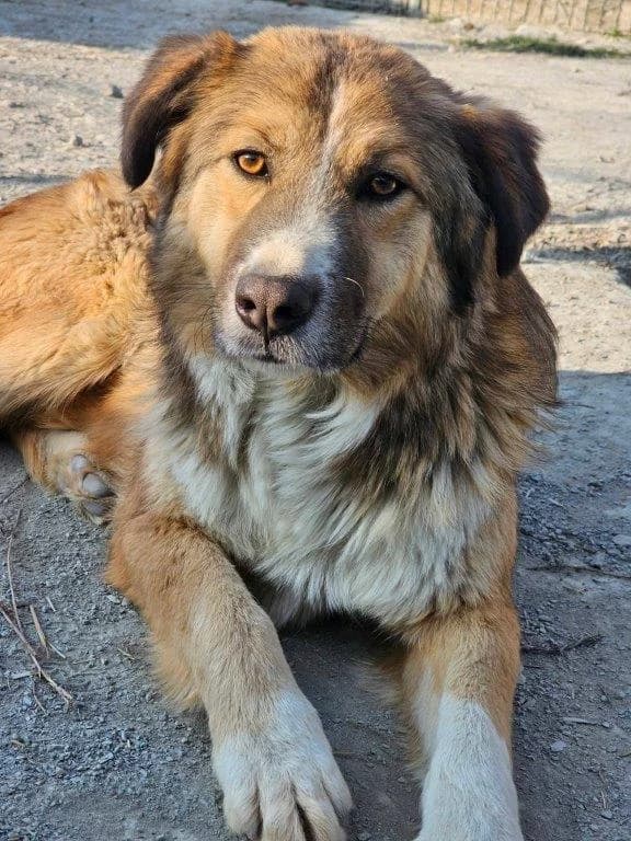 Florence (w) auf PF in Deutschland –, golden female Mixed Breed for adoption at Tiernothilfe Casa Katharina e.V., Nürnberg