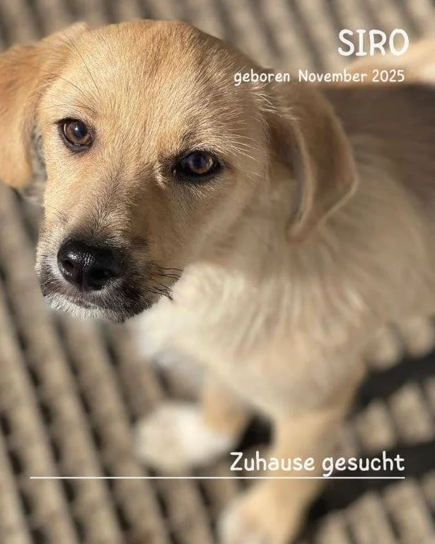 Siro (m), senior Mixed Breed for adoption at Tiernothilfe Casa Katharina e.V., Nürnberg
