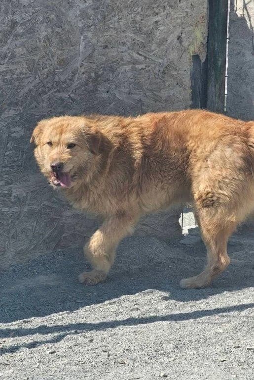 Murphy (m), male 3yo Mixed Breed for adoption at Tiernothilfe Casa Katharina e.V., Nürnberg