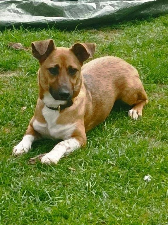 Katinka (w), female 3yo Mixed Breed for adoption at Tiernothilfe Casa Katharina e.V., Nürnberg