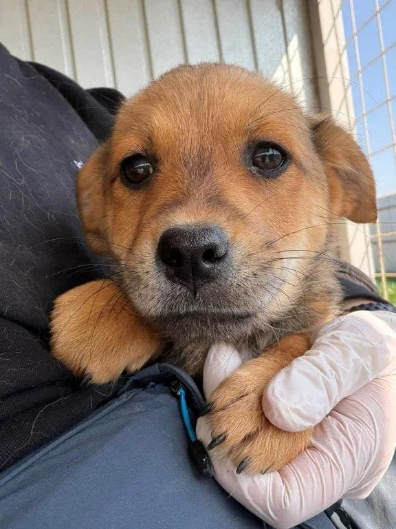 Daria (w), puppy Mixed Breed for adoption at Tiernothilfe Casa Katharina e.V., Nürnberg