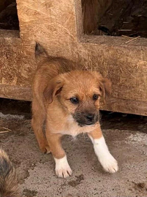 Dina (w), puppy Mixed Breed for adoption at Tiernothilfe Casa Katharina e.V., Nürnberg