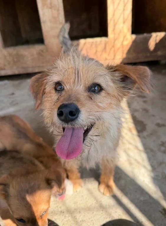 Daisy (w) – auf PF in Deutschland –, 3yo Mixed Breed for adoption at Tiernothilfe Casa Katharina e.V., Nürnberg
