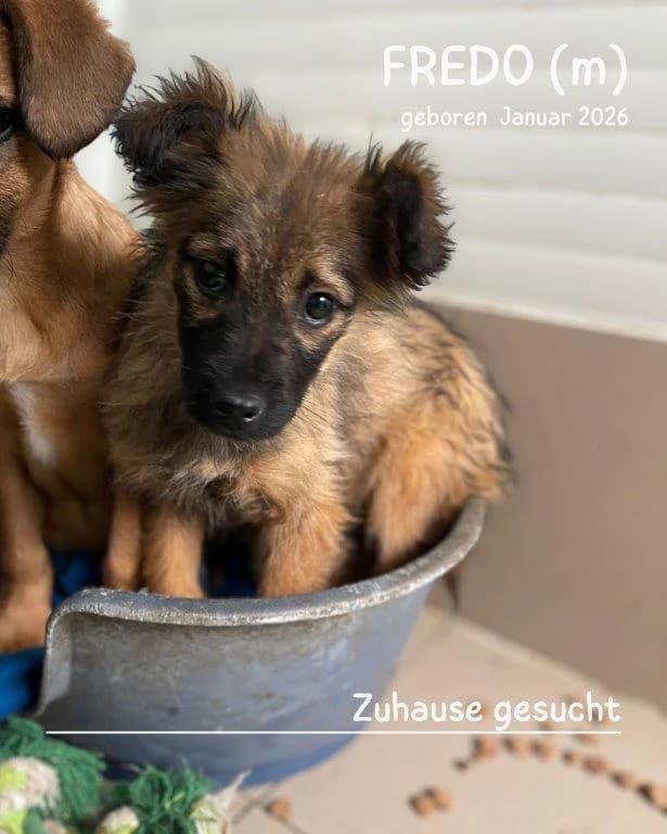 Fredo (m), puppy Mixed Breed for adoption at Tiernothilfe Casa Katharina e.V., Nürnberg