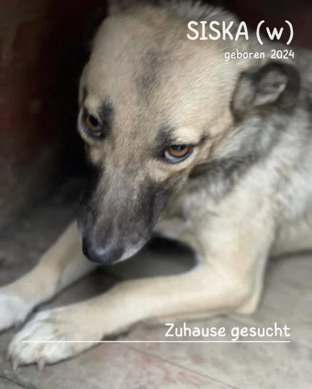 Siska (w), female young Mixed Breed for adoption at Tiernothilfe Casa Katharina e.V., Nürnberg