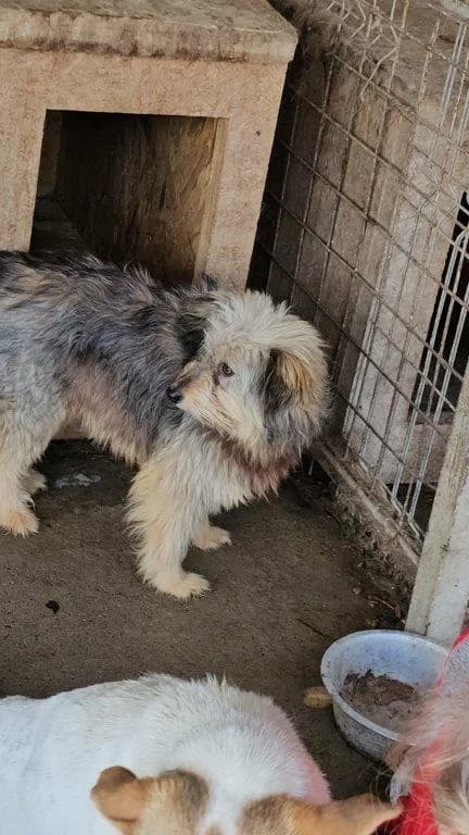 Shyla (w) – auf PF in Deutschland –, female 3yo Mixed Breed for adoption at Tiernothilfe Casa Katharina e.V., Nürnberg