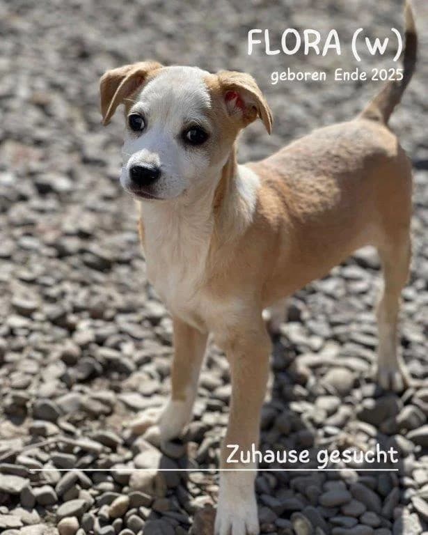Flora (w), Mixed Breed for adoption at Tiernothilfe Casa Katharina e.V., Nürnberg