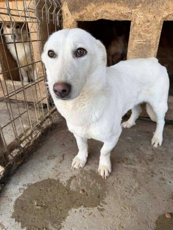 Evi (w), 3yo Mixed Breed for adoption at Tiernothilfe Casa Katharina e.V., Nürnberg