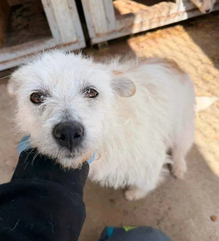 Monia (w) – Reserviert –, 3yo Mixed Breed for adoption at Tiernothilfe Casa Katharina e.V., Nürnberg