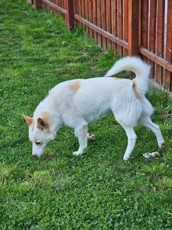 Zirpy (m), male puppy Mixed Breed for adoption at Tiernothilfe Casa Katharina e.V., Nürnberg