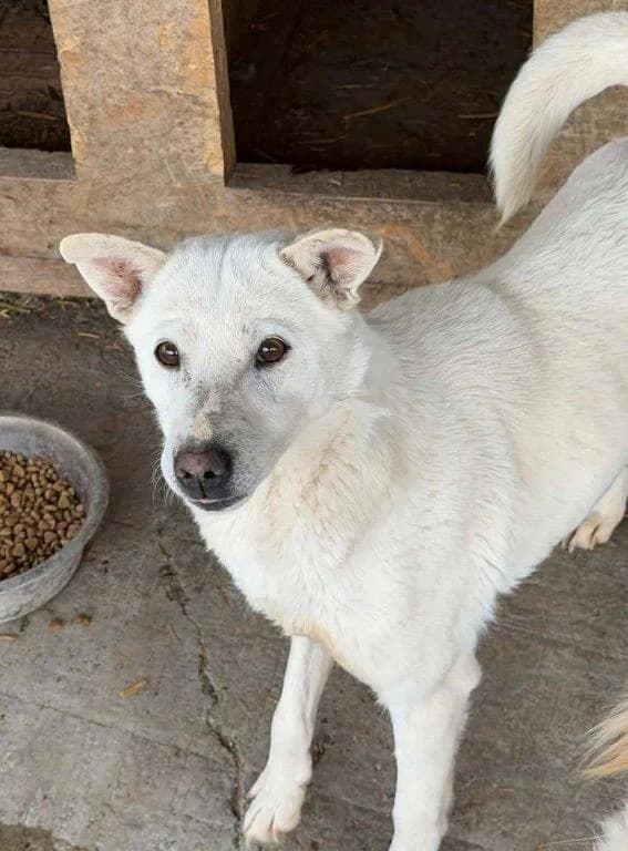 Snowwhite (w), female 3yo Mixed Breed for adoption at Tiernothilfe Casa Katharina e.V., Nürnberg