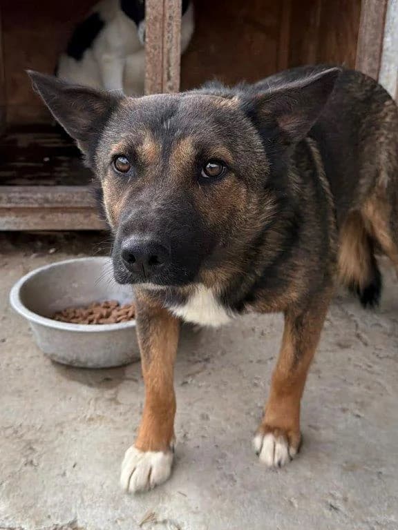 Kalle (m), male 3yo Mixed Breed for adoption at Tiernothilfe Casa Katharina e.V., Nürnberg