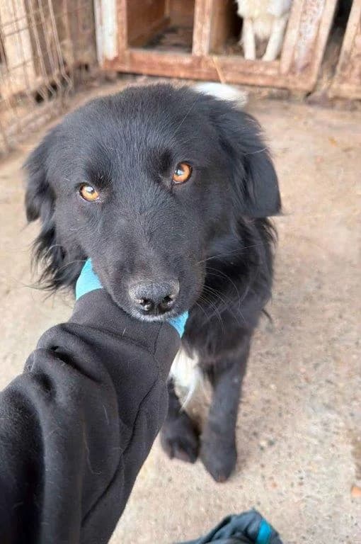Dusty (m), Mixed Breed for adoption at Tiernothilfe Casa Katharina e.V., Nürnberg