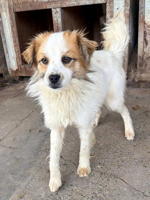 Spencer (m), male 3yo Mixed Breed for adoption at Tiernothilfe Casa Katharina e.V., Nürnberg