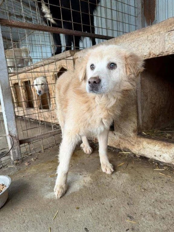 Theo (m) – reserviert –, senior Mixed Breed for adoption at Tiernothilfe Casa Katharina e.V., Nürnberg
