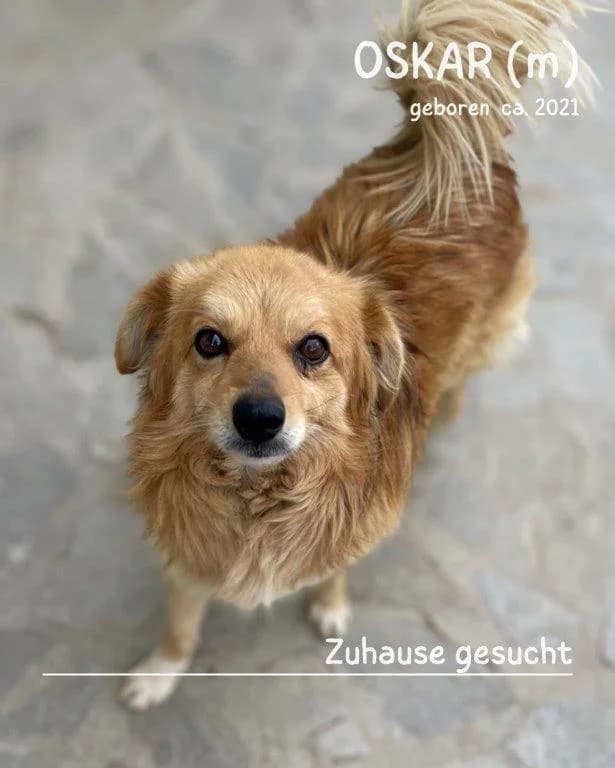 Oskar (m) – reserviert –, male Mixed Breed for adoption at Tiernothilfe Casa Katharina e.V., Nürnberg