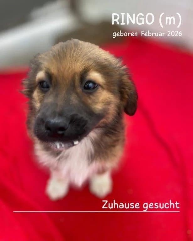 Ringo (m) – reserviert –, male puppy Mixed Breed for adoption at Tiernothilfe Casa Katharina e.V., Nürnberg