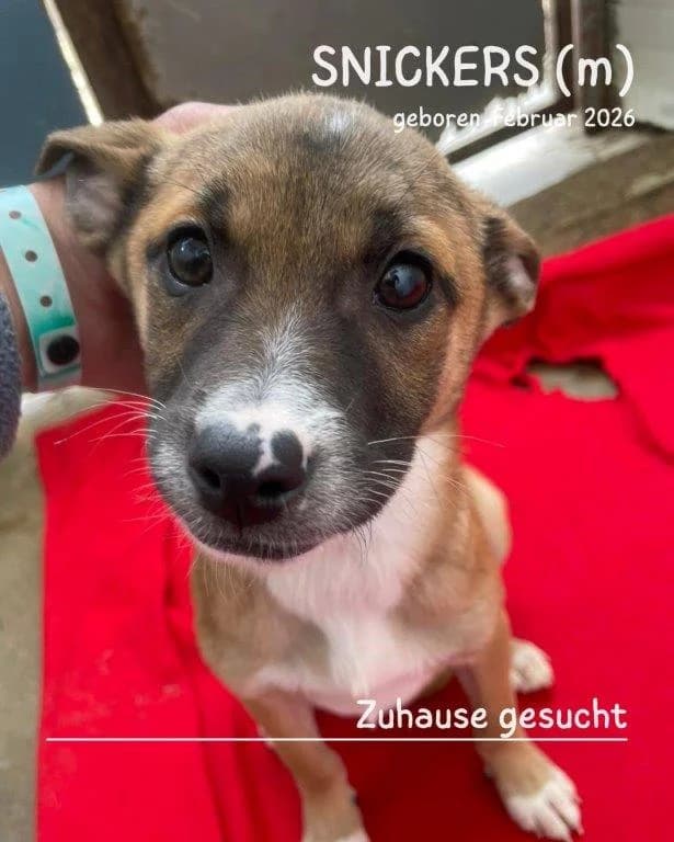 Snickers (m), male puppy Mixed Breed for adoption at Tiernothilfe Casa Katharina e.V., Nürnberg