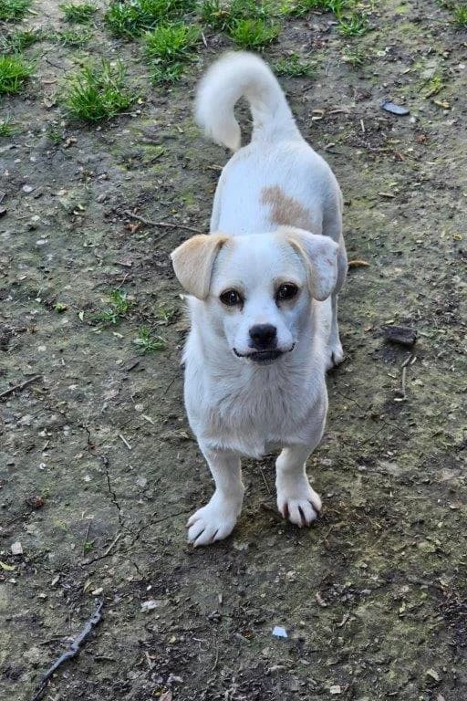 Katie (w), female Mixed Breed for adoption at Tiernothilfe Casa Katharina e.V., Nürnberg