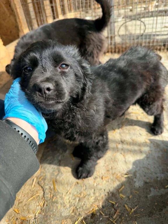 Toby (m) – RESERVIERT –, puppy Mixed Breed for adoption at Tiernothilfe Casa Katharina e.V., Nürnberg