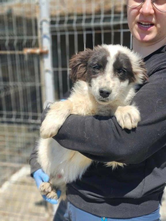 Masko (m), puppy Mixed Breed for adoption at Tiernothilfe Casa Katharina e.V., Nürnberg