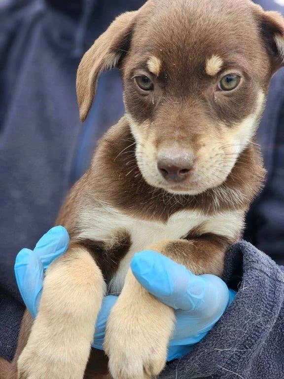 Carolina (w), puppy Mixed Breed for adoption at Tiernothilfe Casa Katharina e.V., Nürnberg