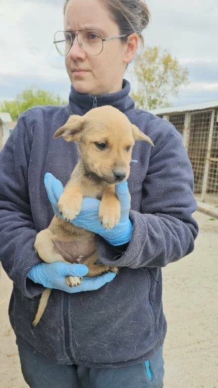 Lieschen (w), puppy Mixed Breed for adoption at Tiernothilfe Casa Katharina e.V., Nürnberg
