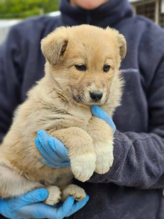 Sandy (w), puppy Mixed Breed for adoption at Tiernothilfe Casa Katharina e.V., Nürnberg