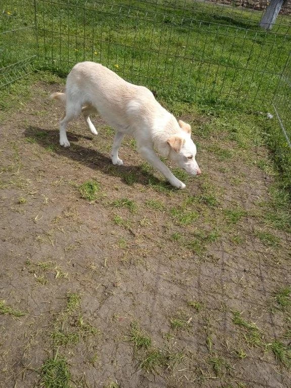 Pikachu (m), male Mixed Breed for adoption at Tiernothilfe Casa Katharina e.V., Nürnberg