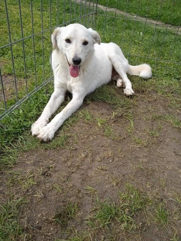 Hatiko (m), Mixed Breed for adoption at Tiernothilfe Casa Katharina e.V., Nürnberg