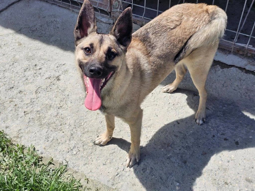 Patrik (m), Mixed Breed for adoption at Tiernothilfe Casa Katharina e.V., Nürnberg