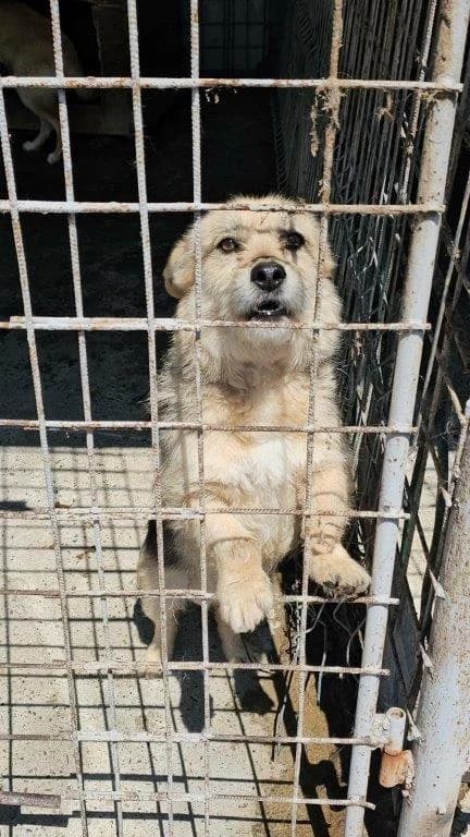Jerry (m), 3yo Mixed Breed for adoption at Tiernothilfe Casa Katharina e.V., Nürnberg