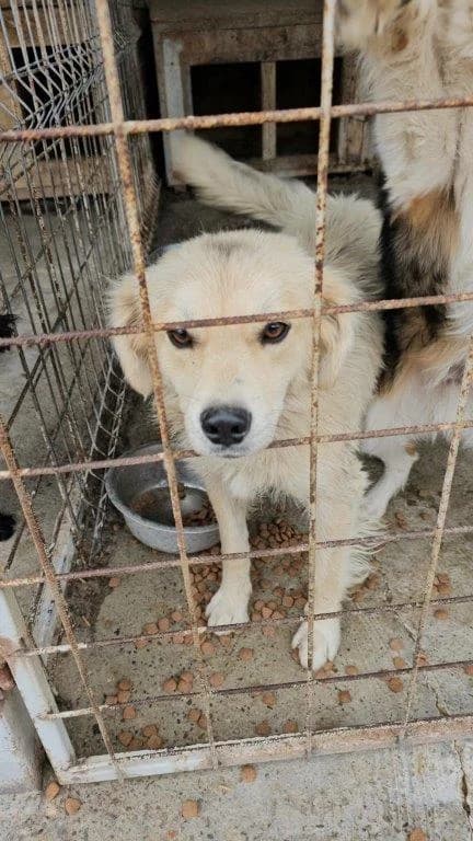 Jonny (m), 3yo Mixed Breed for adoption at Tiernothilfe Casa Katharina e.V., Nürnberg
