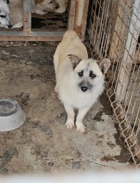 Poldi (m), 3yo Mixed Breed for adoption at Tiernothilfe Casa Katharina e.V., Nürnberg
