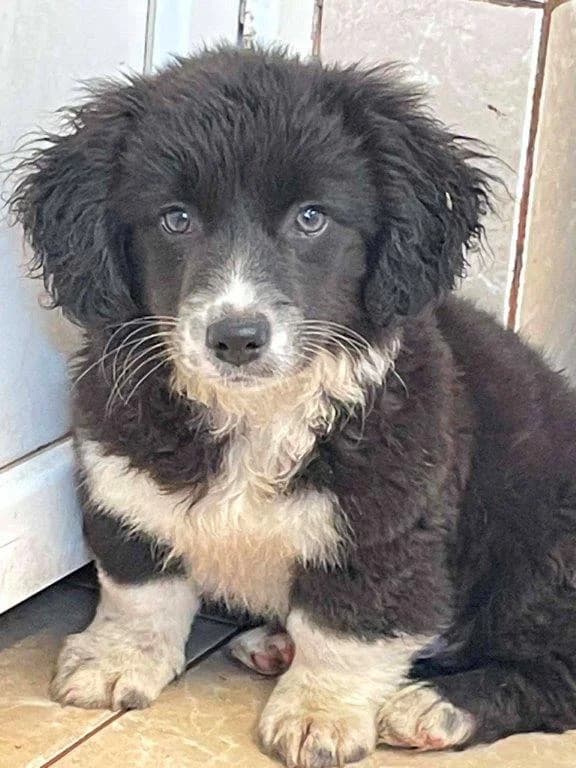 Crossie (m), puppy Mixed Breed for adoption at Tiernothilfe Casa Katharina e.V., Nürnberg