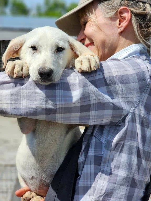 Silver (m), Mixed Breed for adoption at Tiernothilfe Casa Katharina e.V., Nürnberg