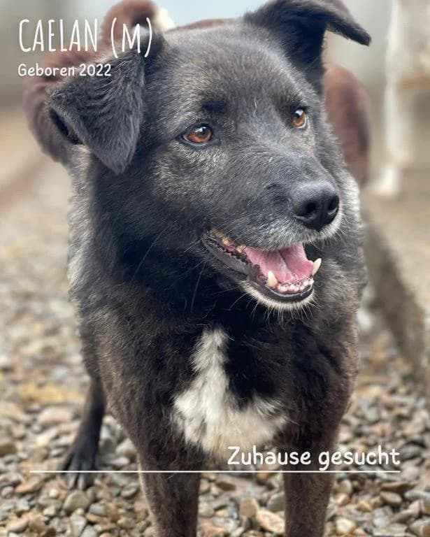 Caelan (m), schwarz 4yo Mixed Breed for adoption at Tiernothilfe Casa Katharina e.V., Nürnberg