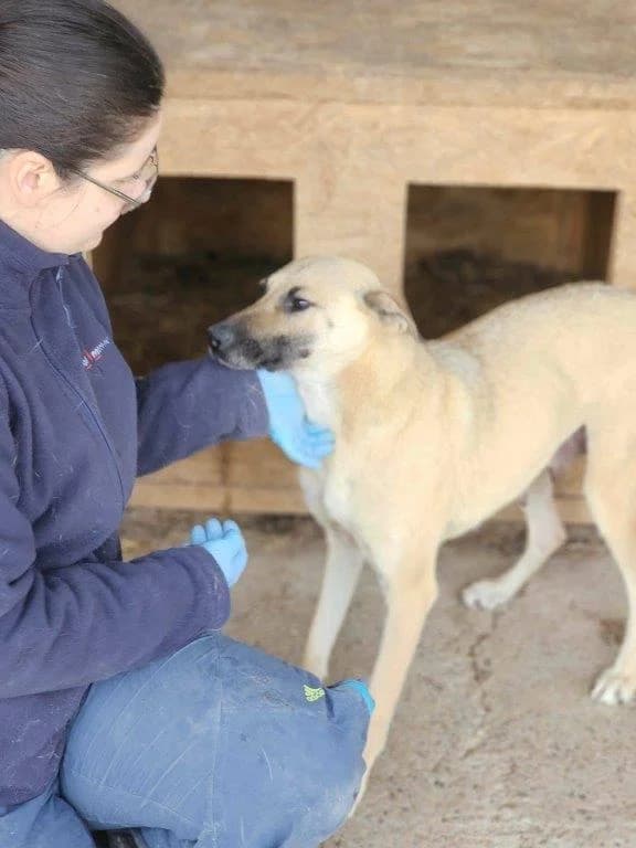 Sharon (w), female 3yo Mixed Breed for adoption at Tiernothilfe Casa Katharina e.V., Nürnberg