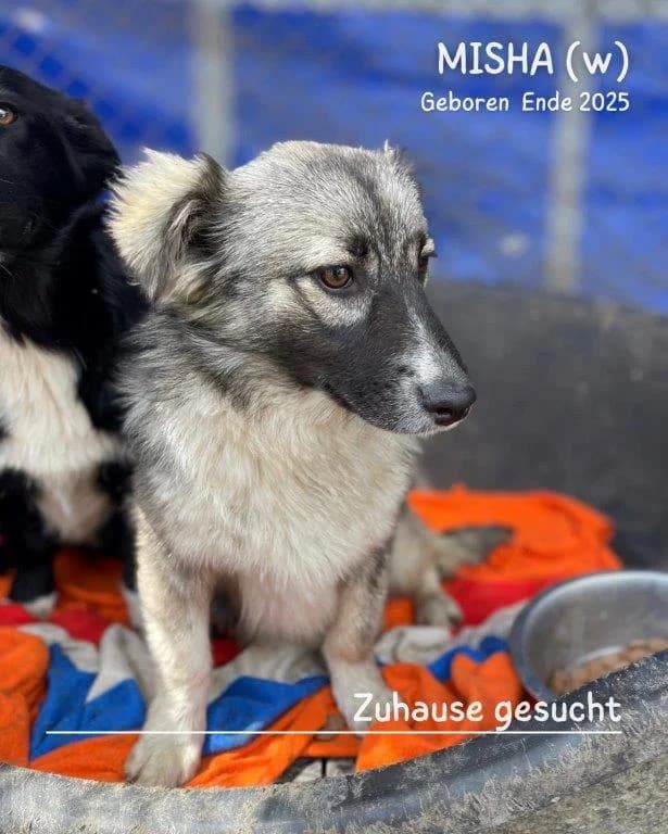 Misha (w), male puppy Mixed Breed for adoption at Tiernothilfe Casa Katharina e.V., Nürnberg